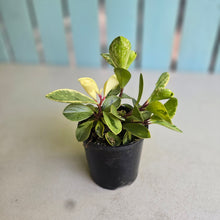 Load image into Gallery viewer, #R5 Peperomia - Robyn Ganley Seedling