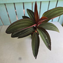 Load image into Gallery viewer, #RD8 Large Medinilla Gregori Hambali