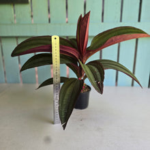 Load image into Gallery viewer, #RD8 Large Medinilla Gregori Hambali