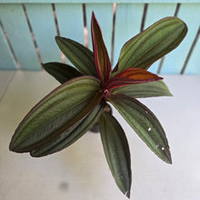 Load image into Gallery viewer, #RD8 Large Medinilla Gregori Hambali