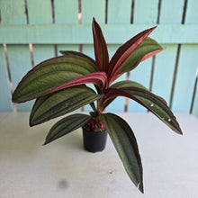 Load image into Gallery viewer, #RD8 Large Medinilla Gregori Hambali