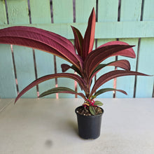 Load image into Gallery viewer, #RD8 Large Medinilla Gregori Hambali