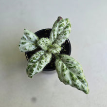 Load image into Gallery viewer, #RD36 Primulina Dryas