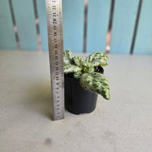 Load image into Gallery viewer, #RD36 Primulina Dryas