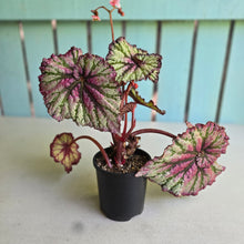 Load image into Gallery viewer, #R82 Begonia Unknown