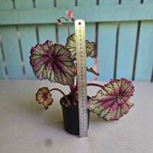 Load image into Gallery viewer, #R82 Begonia Unknown