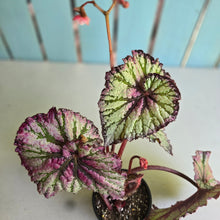 Load image into Gallery viewer, #R82 Begonia Unknown
