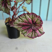 Load image into Gallery viewer, #R82 Begonia Unknown