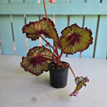 Load image into Gallery viewer, #R82 Begonia Unknown