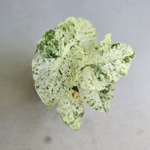 Load image into Gallery viewer, #D19 Alocasia Odora Batik