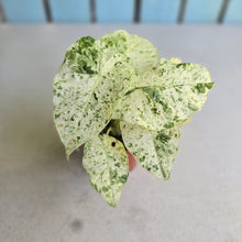 Load image into Gallery viewer, #D19 Alocasia Odora Batik