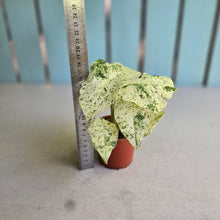 Load image into Gallery viewer, #D19 Alocasia Odora Batik