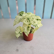 Load image into Gallery viewer, #D19 Alocasia Odora Batik