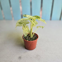 Load image into Gallery viewer, #D19 Alocasia Odora Batik