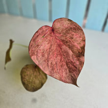 Load image into Gallery viewer, #R46 Caladium - Greg Oldano Hybrid