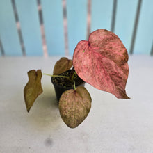 Load image into Gallery viewer, #R46 Caladium - Greg Oldano Hybrid
