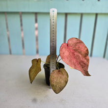 Load image into Gallery viewer, #R46 Caladium - Greg Oldano Hybrid