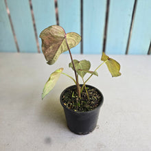 Load image into Gallery viewer, #R46 Caladium - Greg Oldano Hybrid