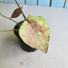 Load image into Gallery viewer, #R46 Caladium - Greg Oldano Hybrid
