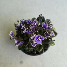 Load image into Gallery viewer, #D233 African Violet Frosted Denim