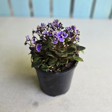 Load image into Gallery viewer, #D233 African Violet Frosted Denim