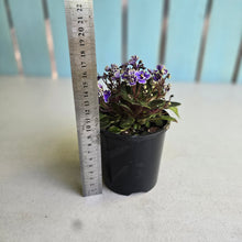 Load image into Gallery viewer, #D233 African Violet Frosted Denim