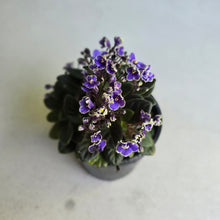 Load image into Gallery viewer, #D233 African Violet Frosted Denim