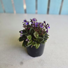 Load image into Gallery viewer, #D233 African Violet Frosted Denim