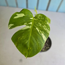 Load image into Gallery viewer, #RA2 Variegated Monstera Borsigiana