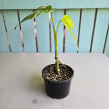 Load image into Gallery viewer, #RA2 Variegated Monstera Borsigiana