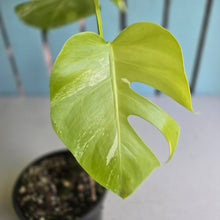 Load image into Gallery viewer, #RA2 Variegated Monstera Borsigiana