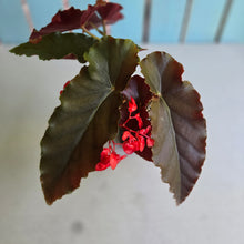Load image into Gallery viewer, #R29 Begonia Anna Christine