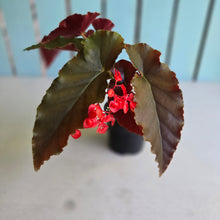 Load image into Gallery viewer, #R29 Begonia Anna Christine