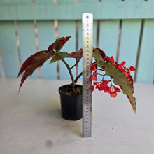 Load image into Gallery viewer, #R29 Begonia Anna Christine