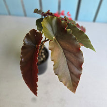 Load image into Gallery viewer, #R29 Begonia Anna Christine