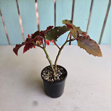 Load image into Gallery viewer, #R29 Begonia Anna Christine