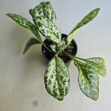 Load image into Gallery viewer, #RD20 Primulina Dryas