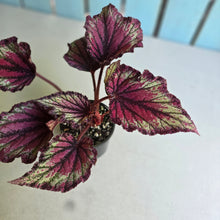 Load image into Gallery viewer, #D999 Begonia Unknown