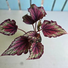 Load image into Gallery viewer, #D999 Begonia Unknown