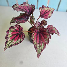 Load image into Gallery viewer, #D999 Begonia Unknown