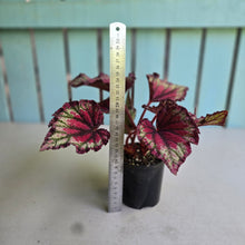 Load image into Gallery viewer, #D999 Begonia Unknown
