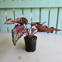 Load image into Gallery viewer, #D999 Begonia Unknown
