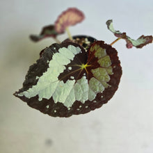 Load image into Gallery viewer, #RD46 Begonia Unknown