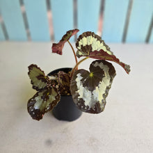 Load image into Gallery viewer, #RD46 Begonia Unknown