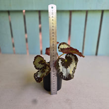 Load image into Gallery viewer, #RD46 Begonia Unknown