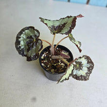 Load image into Gallery viewer, #RD46 Begonia Unknown
