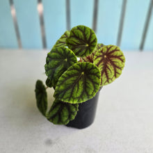 Load image into Gallery viewer, #D43 Begonia Quadrialata Ssp. Nimbaensis