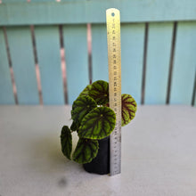Load image into Gallery viewer, #D43 Begonia Quadrialata Ssp. Nimbaensis
