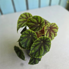 Load image into Gallery viewer, #D43 Begonia Quadrialata Ssp. Nimbaensis