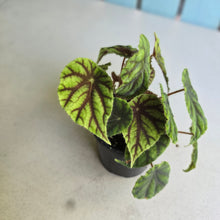 Load image into Gallery viewer, #D43 Begonia Quadrialata Ssp. Nimbaensis